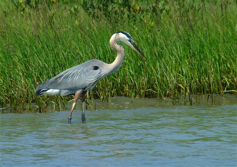 (15) Dscf3349 (great blue heron).jpg   (1000x703)   366 Kb                                    Click to display next picture